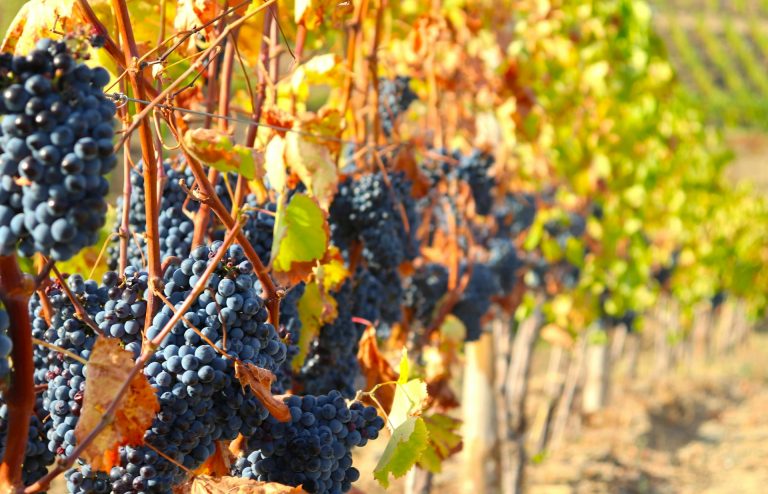 divya-kothari-sEE39L7_fTM-unsplash